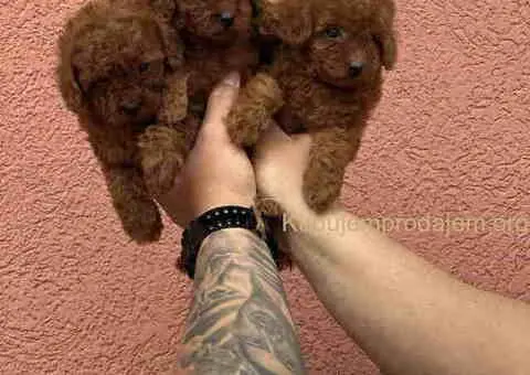 U ponudi red toy pudle, dostupna oba pola - 4/4