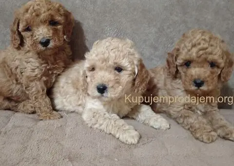 Patuljaste Pudle prodaja - 1/4