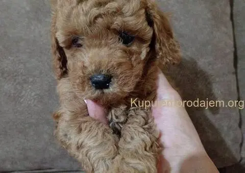 Patuljaste Pudle prodaja - 2/4