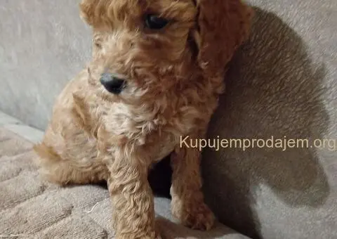 Patuljaste Pudle prodaja - 3/4