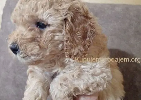 Patuljaste Pudle prodaja - 4/4