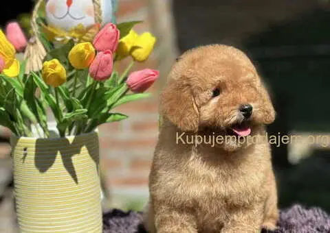 Aprikot toy PUDLA stene, sa svom dokumentacijom - 2/5