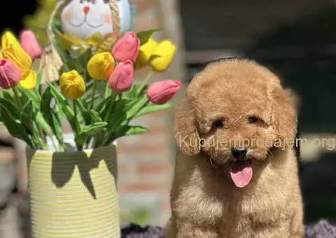 Aprikot toy PUDLA stene, sa svom dokumentacijom - 3/5