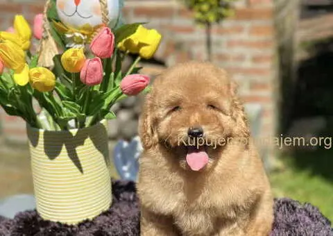 Aprikot toy PUDLA stene, sa svom dokumentacijom - 4/5