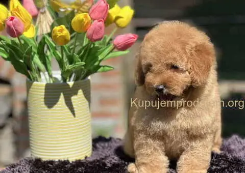 Aprikot toy PUDLA stene, sa svom dokumentacijom - 5/5