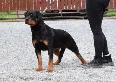 Poklanjam dve Rottweiler zenke - 1/5
