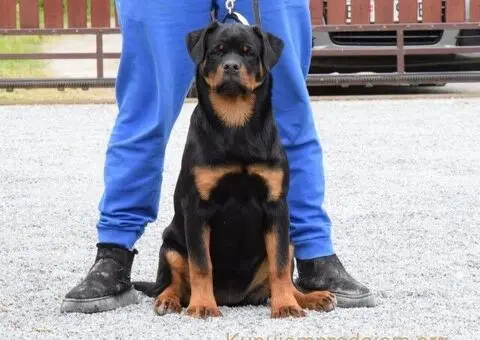 Poklanjam dve Rottweiler zenke - 2/5