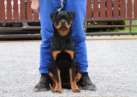 Poklanjam dve Rottweiler zenke - 3/5