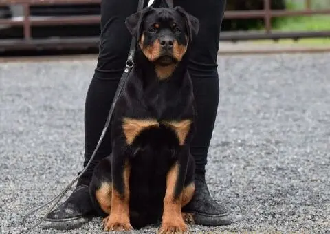 Poklanjam dve Rottweiler zenke - 4/5