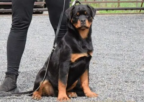 Poklanjam dve Rottweiler zenke - 5/5
