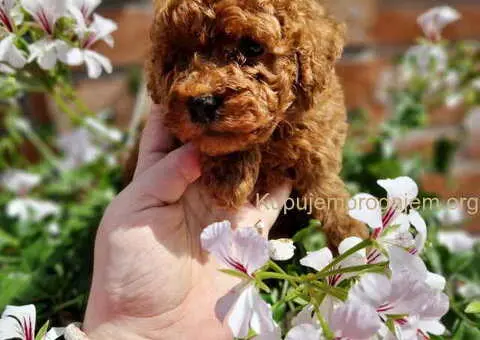 TOY crvene pudle - 1/4