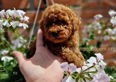 TOY crvene pudle - 2/4