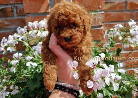 TOY crvene pudle - 3/4