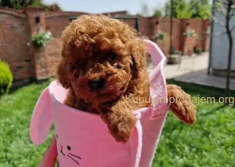 TOY crvene pudle - 4/4