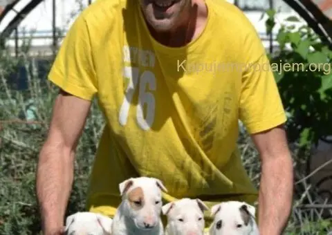 Vrhunska štenad standard bulterijera - 2/5