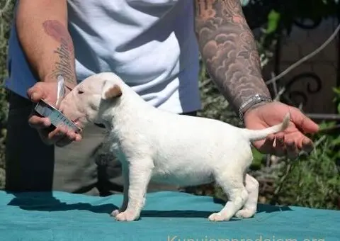 Vrhunska štenad standard bulterijera - 3/5