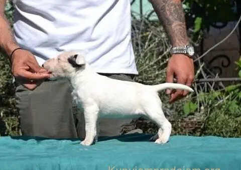 Vrhunska štenad standard bulterijera - 4/5