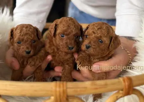 Teddy bear toy PUDLE – malene, prelepe - 1/6