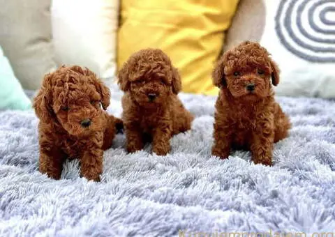 Teddy bear toy PUDLE – malene, prelepe - 3/6