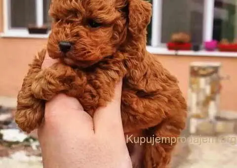 Teddy bear toy PUDLE – malene, prelepe - 5/6