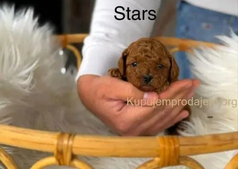 Teddy bear toy PUDLE – malene, prelepe - 6/6