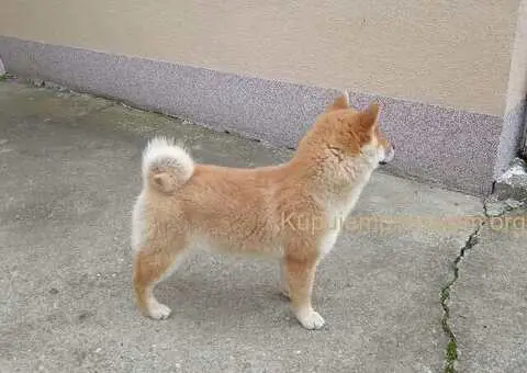 Šampionsko leglo Shiba inu - 4/5