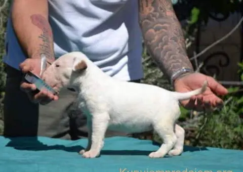 Izuzetna štenad standard bulterijera - 1/6