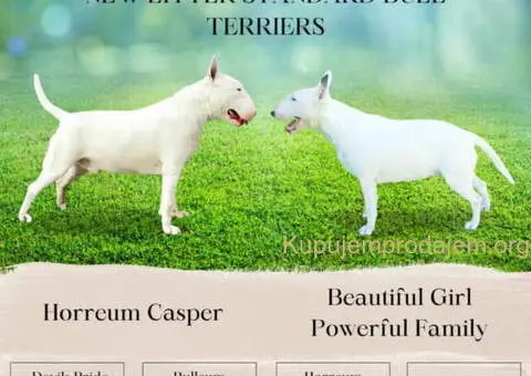 Izuzetna štenad standard bulterijera - 2/6