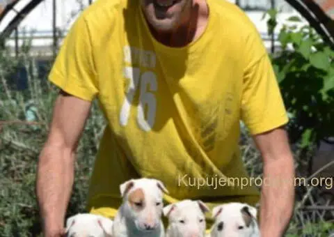 Izuzetna štenad standard bulterijera - 3/6