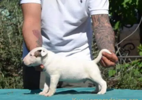 Izuzetna štenad standard bulterijera - 4/6