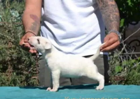 Izuzetna štenad standard bulterijera - 5/6