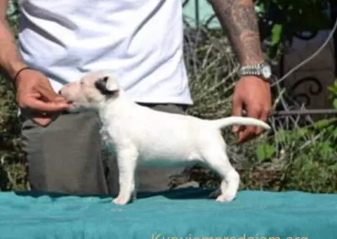 Izuzetna štenad standard bulterijera - 6/6