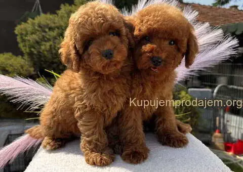 Crvene toy PUDLE - 1/8