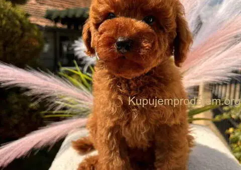 Crvene toy PUDLE - 2/8