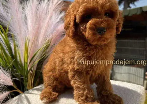 Crvene toy PUDLE - 3/8