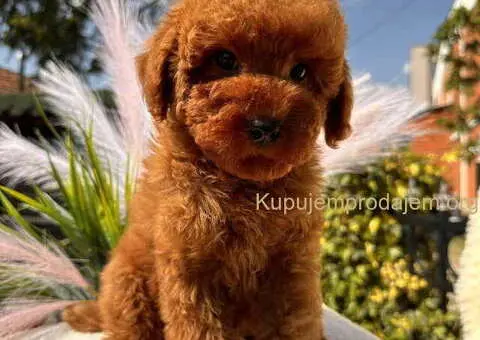 Crvene toy PUDLE - 4/8