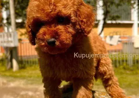 Crvene toy PUDLE - 5/8