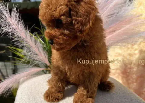 Crvene toy PUDLE - 6/8