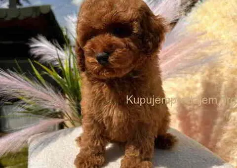 Crvene toy PUDLE - 7/8