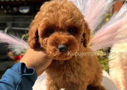 Crvene toy PUDLE - 8/8