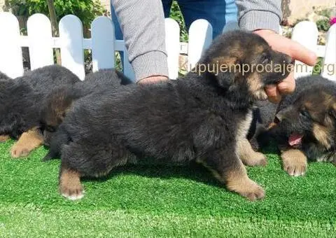 Nemacki ovcar stenad - 1/5