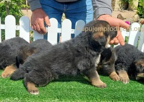 Nemacki ovcar stenad - 2/5