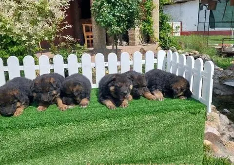 Nemacki ovcar stenad - 3/5