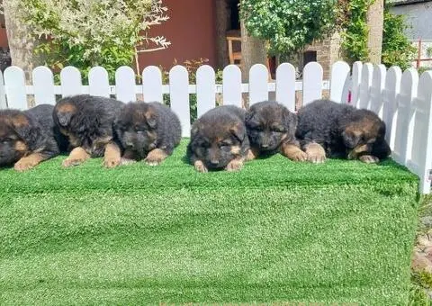 Nemacki ovcar stenad - 4/5