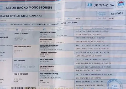 Nemacki ovcar stenad - 5/5