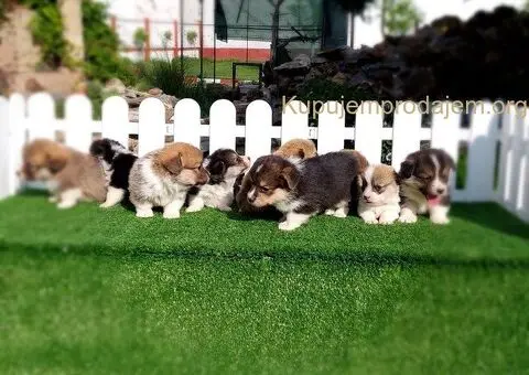 Welski korgi pembrok - 1/4