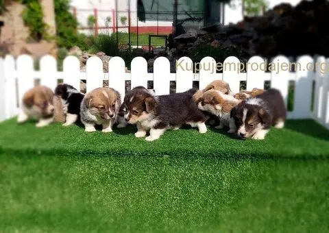 Welski korgi pembrok - 2/4