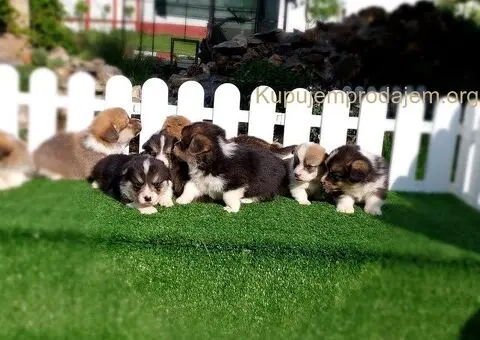 Welski korgi pembrok - 3/4