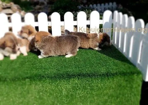 Welski korgi pembrok - 4/4