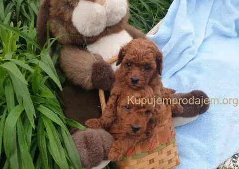 Pudle u crvenoj boji, decak i devojcica - 1/4